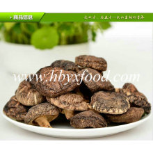 Cogumelo De Shiitake Liso Secado Ad Da Alta Qualidade